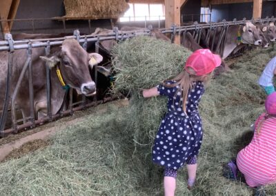 Kinder füttern Kühe auf dem Bauernhof im Allgäu