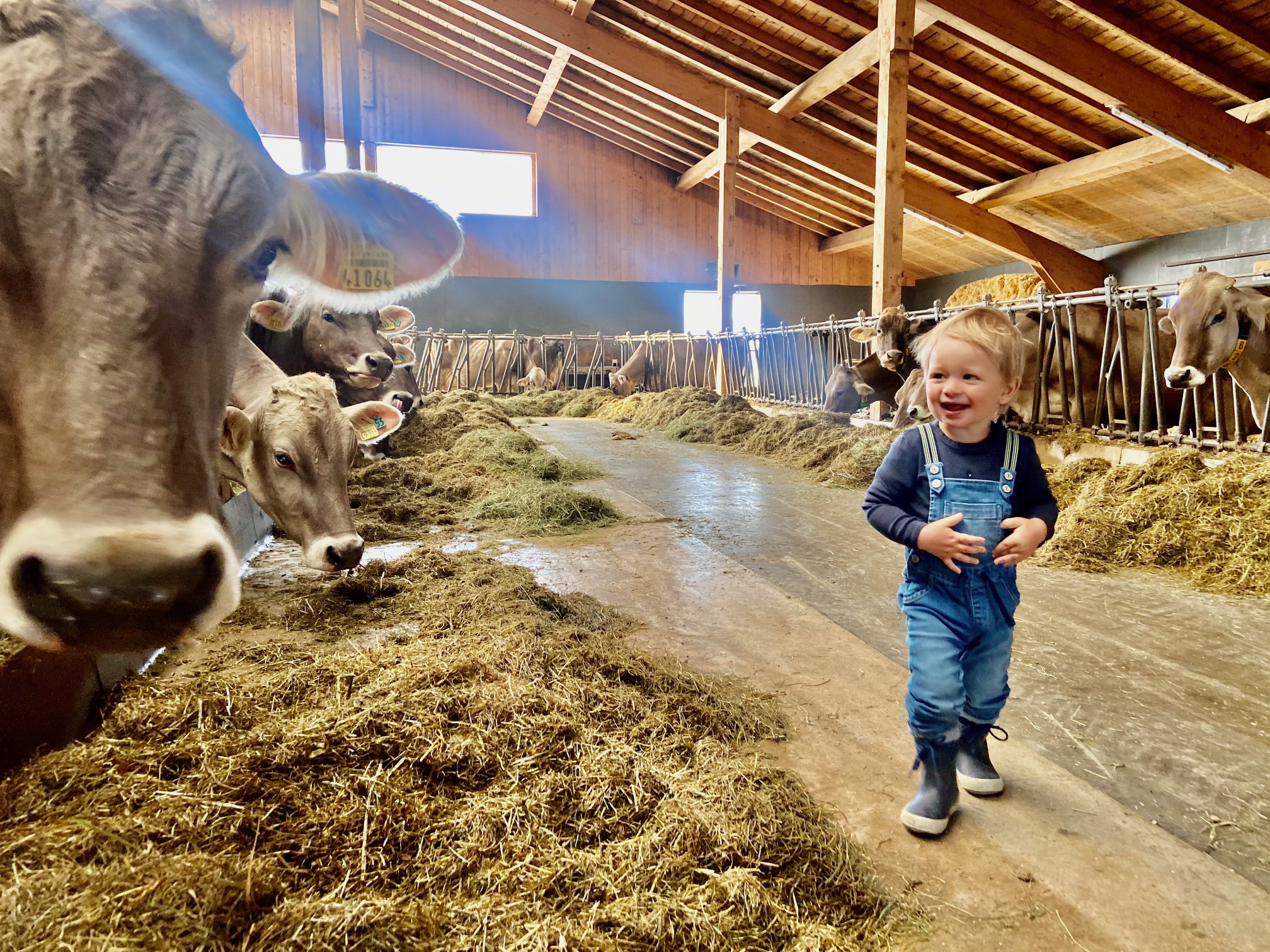 Kind mit Freude bei den Kühen auf dem Bauernhof